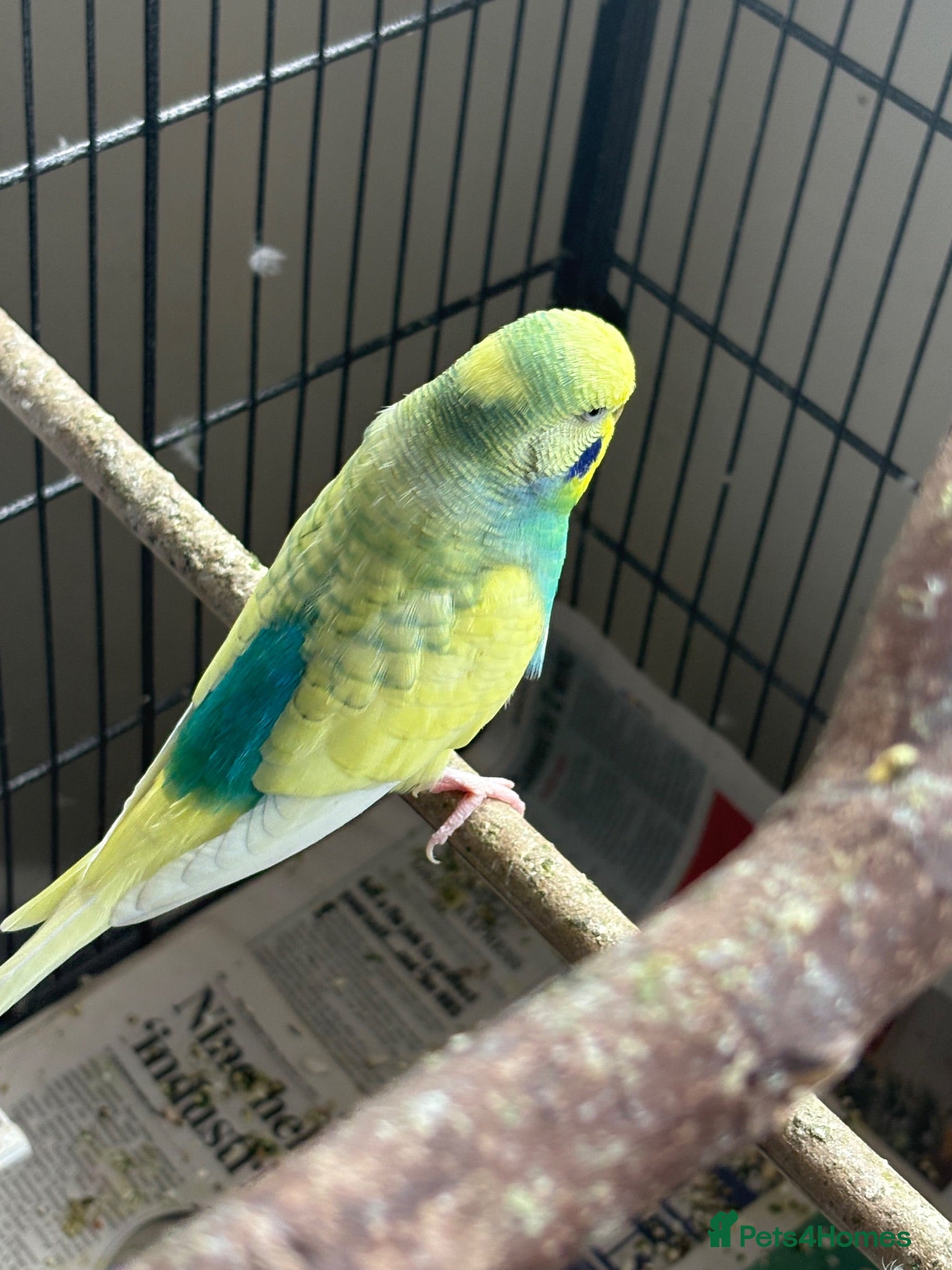 Budgerigars birds Budgies - Advert 11