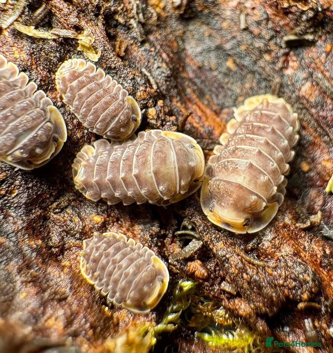 Isopods invertebrates for sale: Isopods for sale in the UK - Advert 8