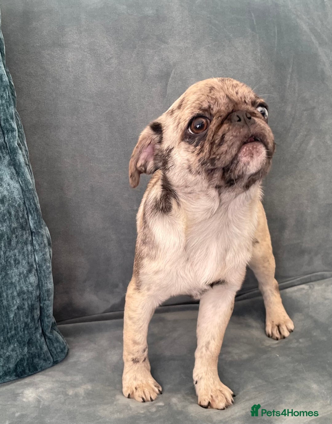 Pug dogs for sale: Pug Puppies  - Image 23