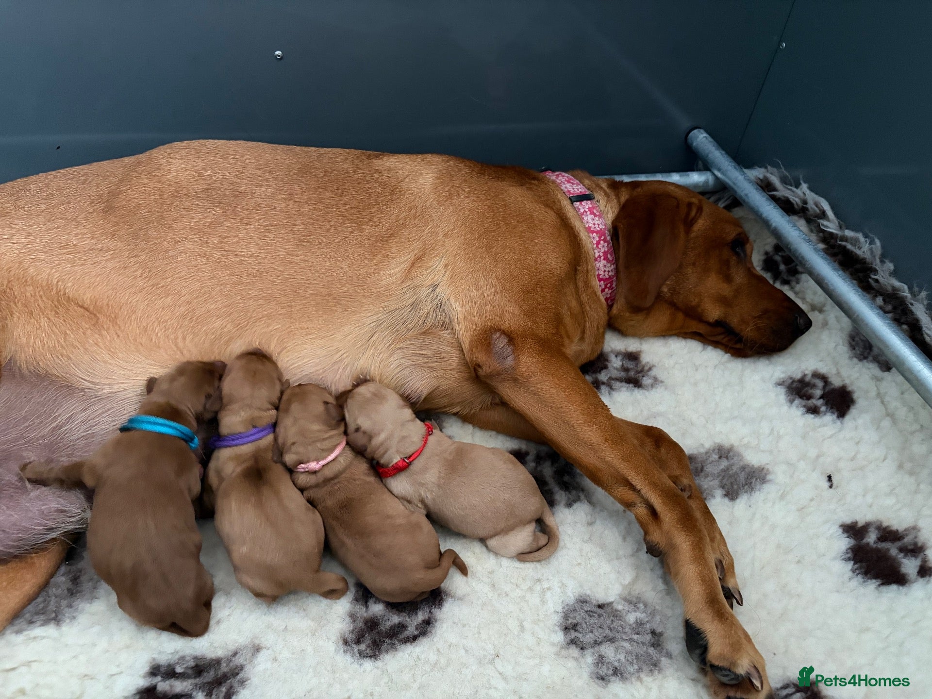 Labrador Retriever dogs 🐶 KC REGISTERED LABRADOR PUPPIES DUE SOON 🐶 - Advert 1