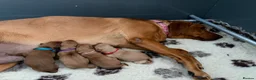 Labrador Retriever dogs for sale: 🐶 KC REGISTERED LABRADOR PUPPIES DUE SOON 🐶 - Advert 3