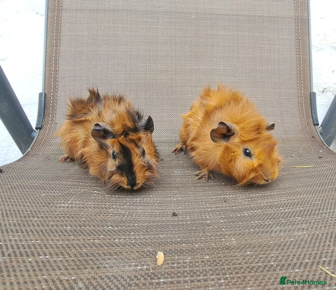 Guinea Pig rodents for sale: Baby guineas in Norwich - Advert 1