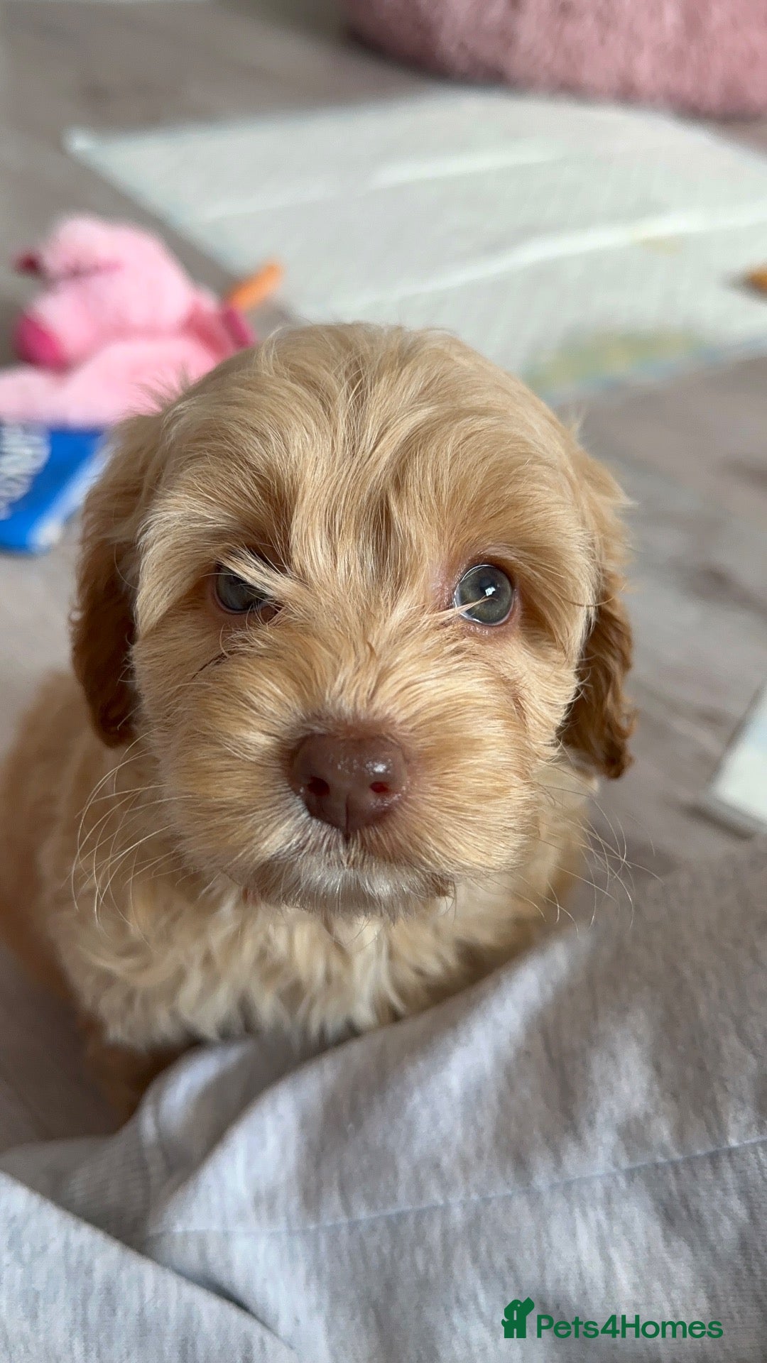 Cockapoo dogs Cockapoo puppies ready now!!  - Advert 1