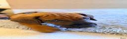 Rhodesian Ridgeback dogs for sale: Outstanding Rhodesian Ridgeback puppies ready 4wk - Advert 5