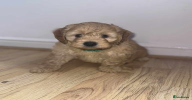 Cockapoo dogs - Advert 15