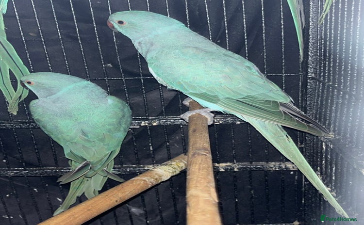 Ringnecks birds - Advert 6