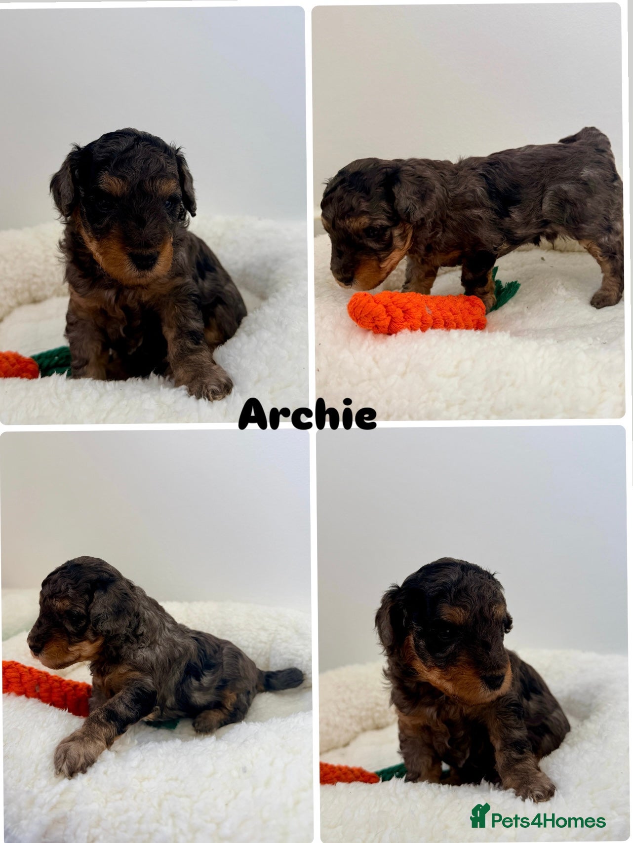 Cockapoo dogs ✨Exceptional F1BB Cockapoo Puppies✨ - Advert 2