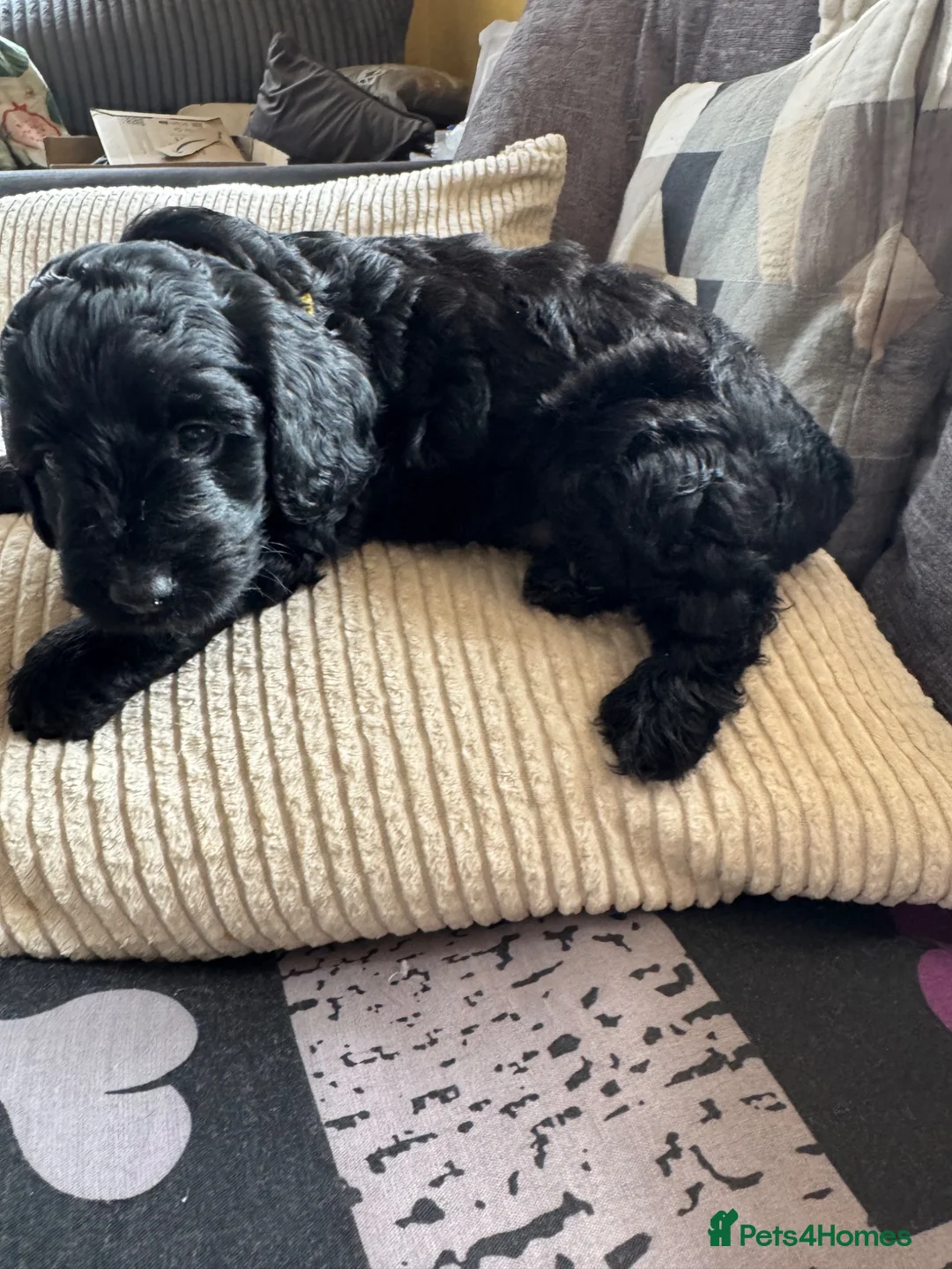 Mixed Breed dogs for sale: golden doodle/ cockerpoo puppies 5 boys  - Advert 30