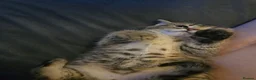 British Shorthair cats for sale: Brittish shorthair cross Bengal  - Advert 15