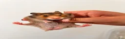 Hamster rodents for sale: Baby syrian hamsters  - Advert 8