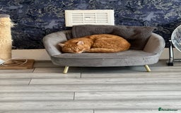 British Shorthair cats for sale: 5 year old Ginger cat looking for a new home  - Image 1