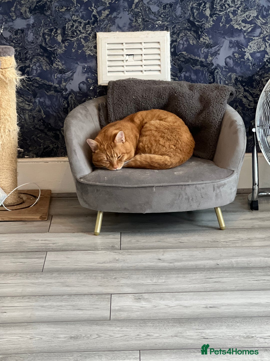 British Shorthair cats for sale: 5 year old Ginger cat looking for a new home  - Image 1