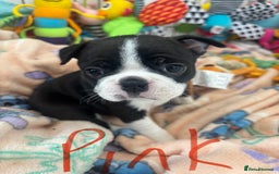 Boston Terrier dogs for sale: One stunning girl left !!! Ready to leave now !  - Image 9