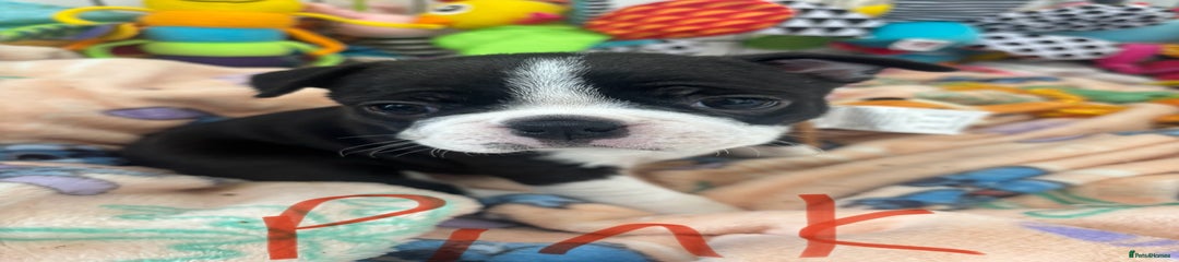 Boston Terrier Puppy 3
