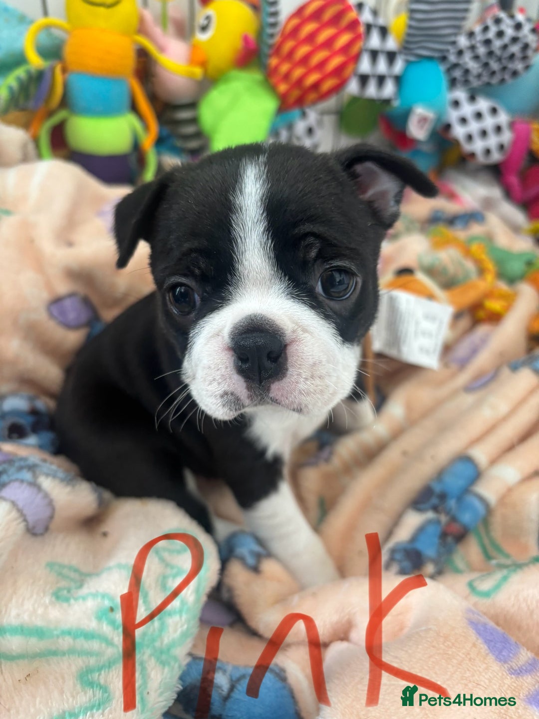 Boston Terrier dogs for sale: One stunning girl left !!! Ready to leave now !  - Image 9