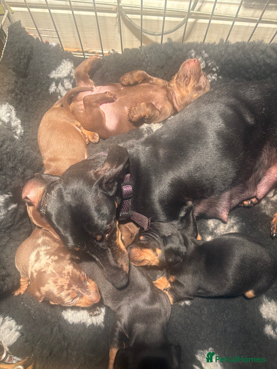Miniature Dachshund dogs for sale: Beautiful boys  - Advert 7