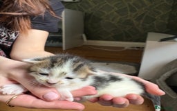 Mixed Breed cats for sale: Little kittens  - Image 7