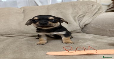 Chihuahua dogs - Advert 12