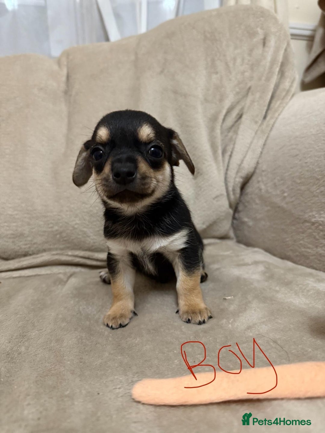 Chihuahua dogs for sale: 6 adorable chihuahuas - Image 2