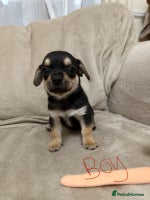 Chihuahua dogs - Advert 4
