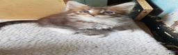 Maine Coon cats for sale: Maine Coon Kittens For Sale, 2 boys remaining in Belfast - Advert 4