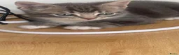 Mixed Breed cats for sale: 4 Adorable Kittens Ready for Forever Homes - Advert 25