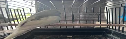 Budgerigars birds for sale: Baby budgies four sale 2026 baby’s  - Advert 6