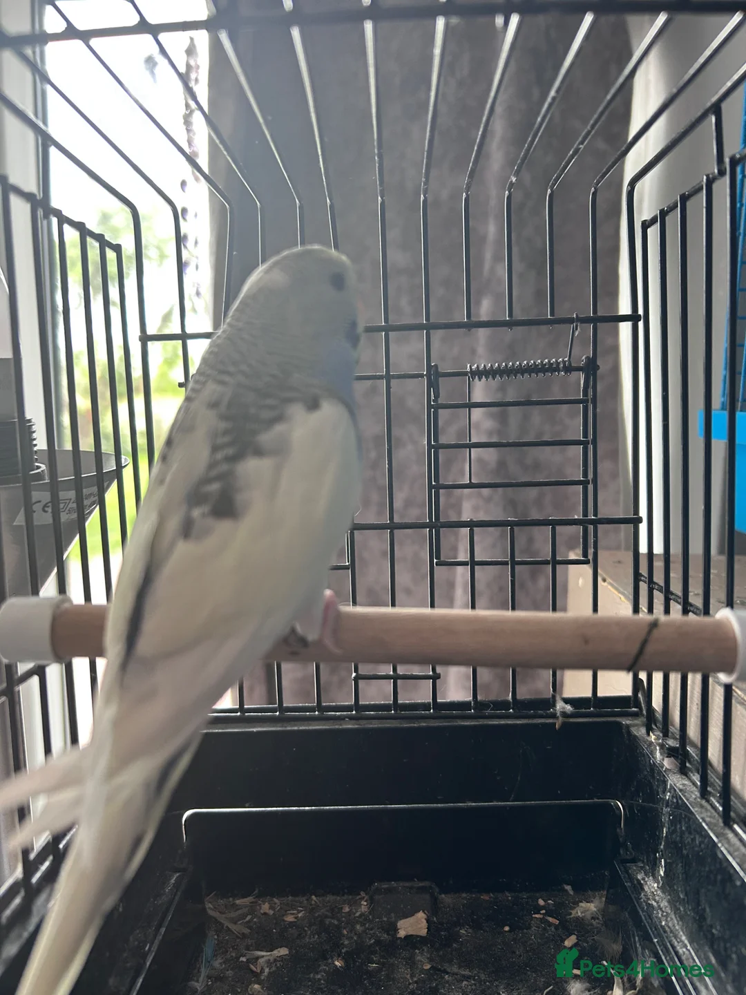 Budgerigars birds for sale: Baby budgies four sale 2026 baby’s  - Advert 6