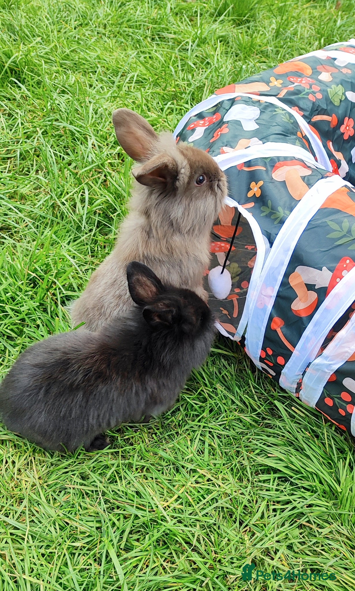 Mini Lop rabbits Beautiful mini lops  - Advert 8