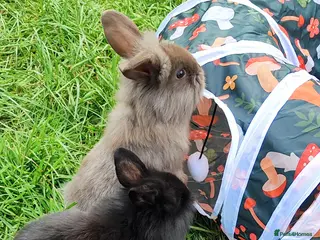 Mini Lop rabbits Beautiful mini lops - Advert 8