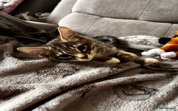 Mixed Breed cats for sale: Two lovely kittens need new home! - Image 1