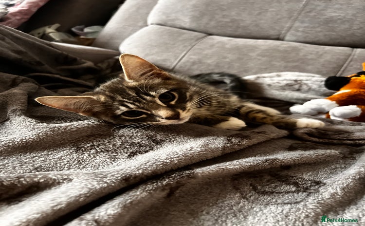 Mixed Breed cats - Advert 8