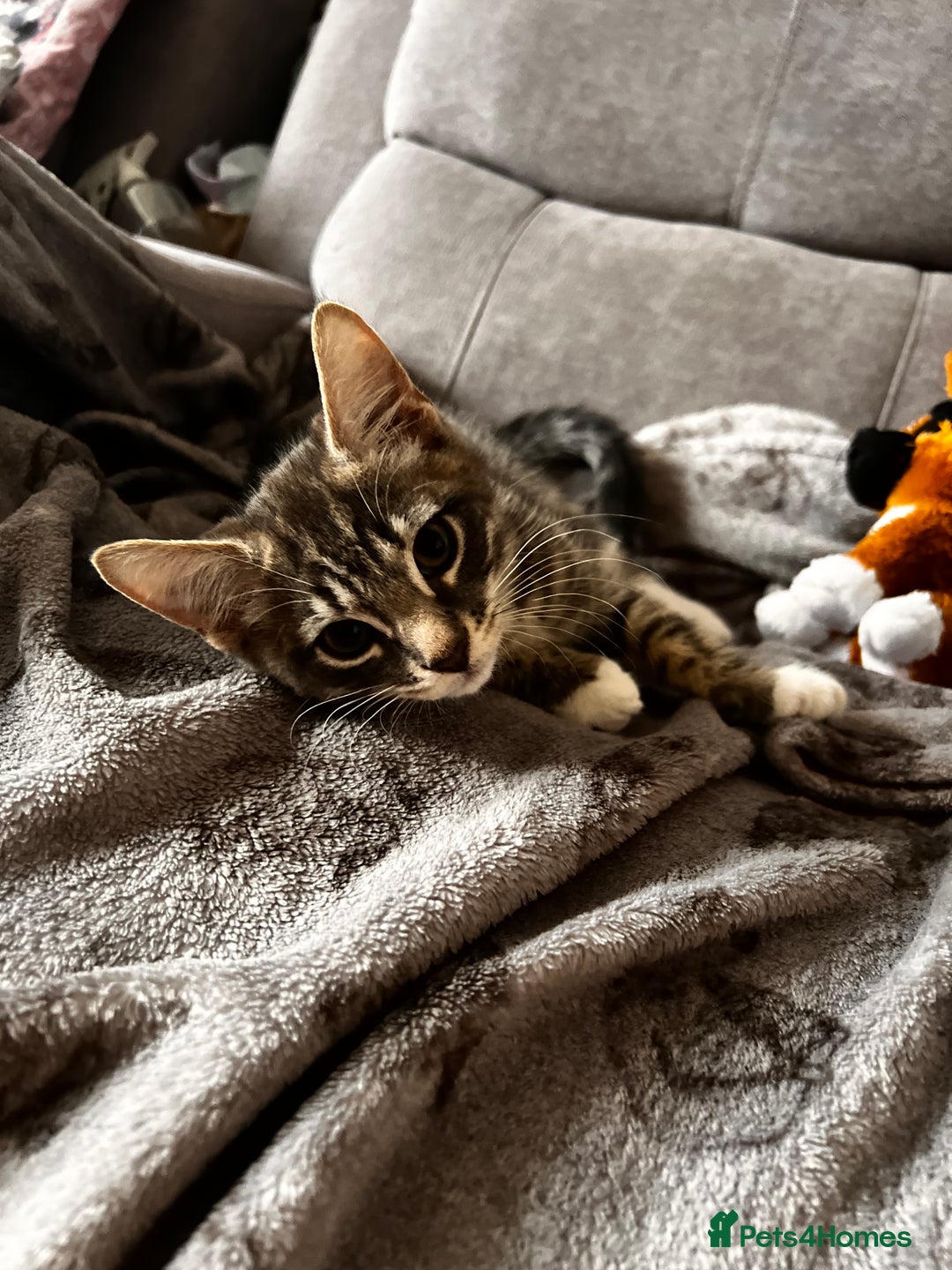 Mixed Breed cats for sale: Two lovely kittens need new home! - Image 1