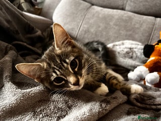 Mixed Breed cats - Advert 23