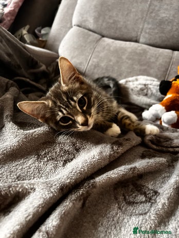 Mixed Breed cats - Advert 9