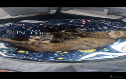Domestic Shorthair cats for sale: Domestic short hair  - Image 14