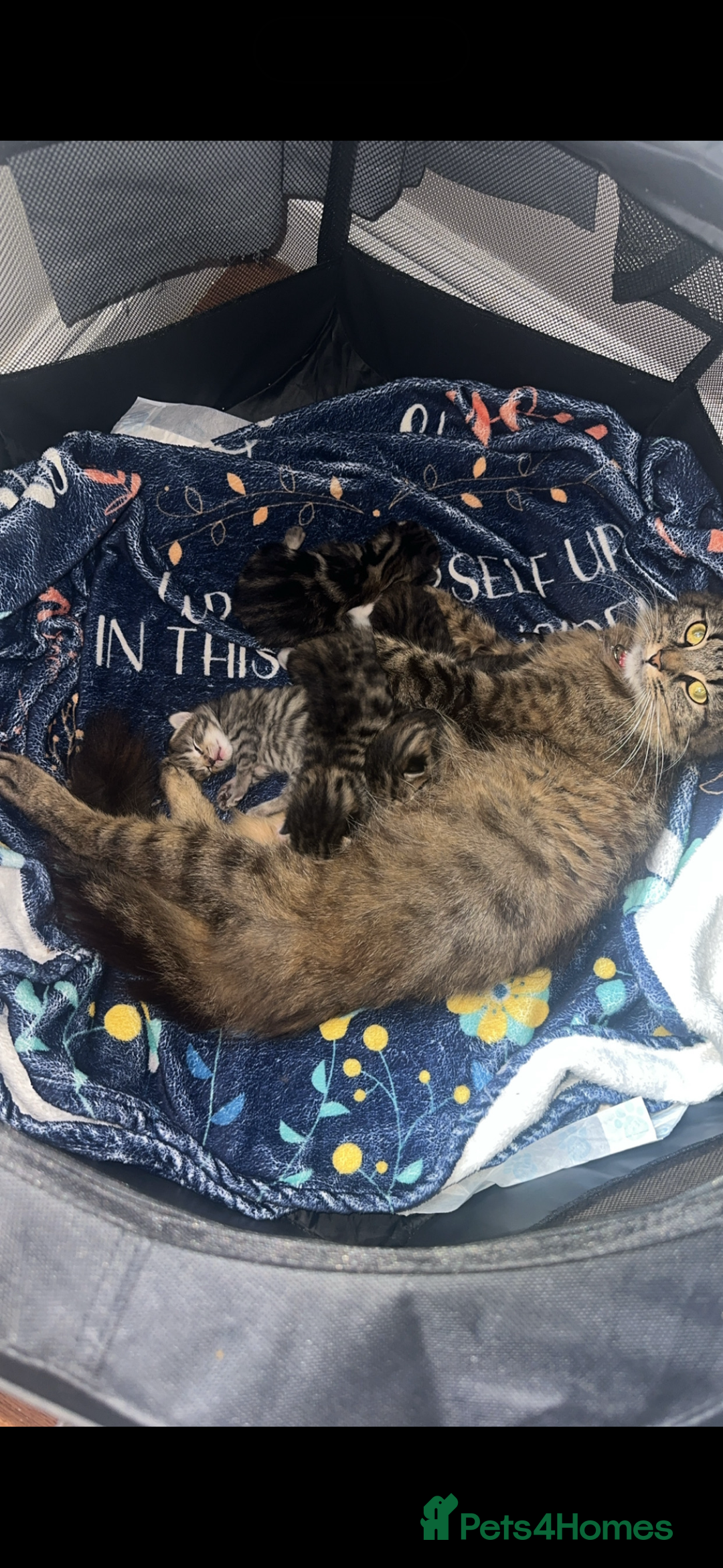 Domestic Shorthair cats for sale: Domestic short hair  - Image 14