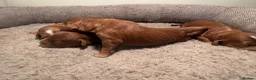 Cockapoo dogs for sale: Dark Fox red F1 toy / show cocker health tested - Advert 6