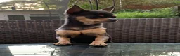 Chihuahua dogs for sale: Pedigree Teacup Chihuahua for Rehoming  - Advert 13