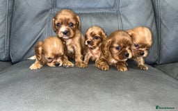 Cavalier King Charles Spaniel dogs for sale: 🐶 KC, RUBY RED cavalier King Charles !!!!  - Image 2