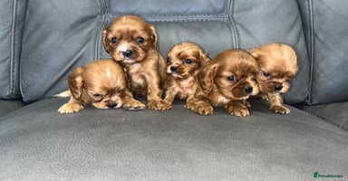 Cavalier King Charles Spaniel dogs - Advert 6