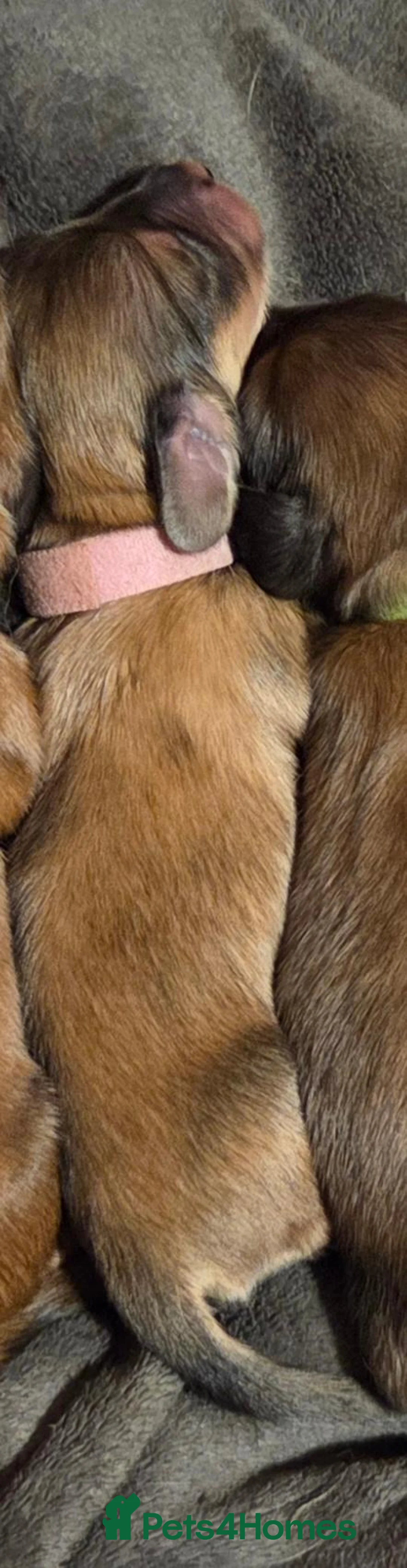 Dachshund dogs for sale: 4 Long Haired Mini Dachshunds beautifully stunning - Advert 39