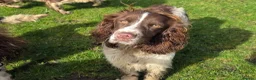 English Springer Spaniel dogs for sale: KC Home - Heath tested, Licensed Springer Pups⭐️ - Advert 3