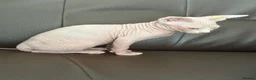Sphynx cats for sale: sphynx kittens for sale - Advert 10