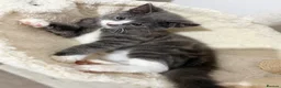Mixed Breed cats for sale: Pebbles, A Rare Grey Male Tuxedo Kitten - Advert 6