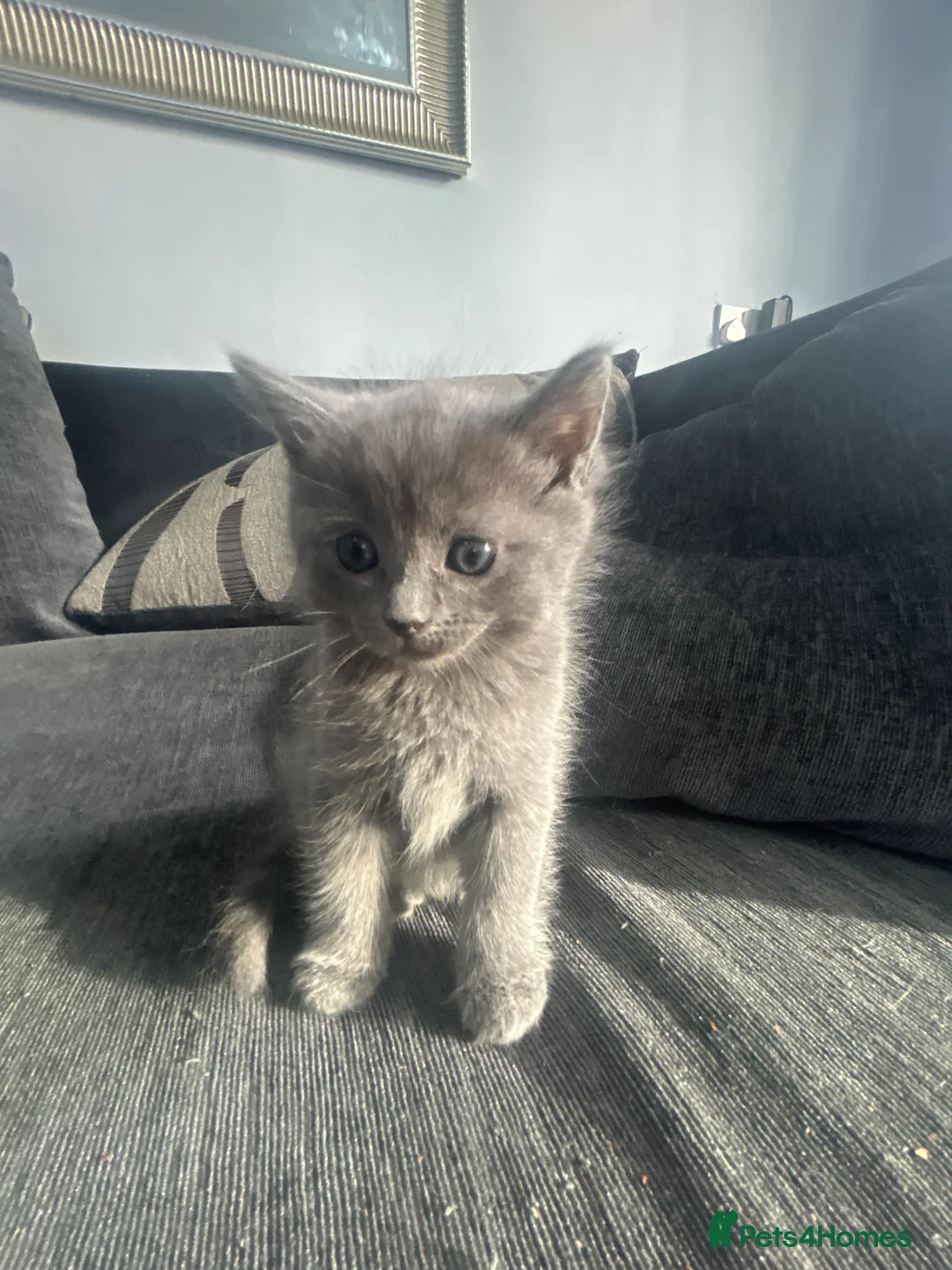 Ragdoll cats for sale: give one of these rare ragdolls a forever home  - Advert 5