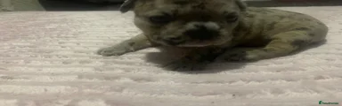 French Bulldog 5