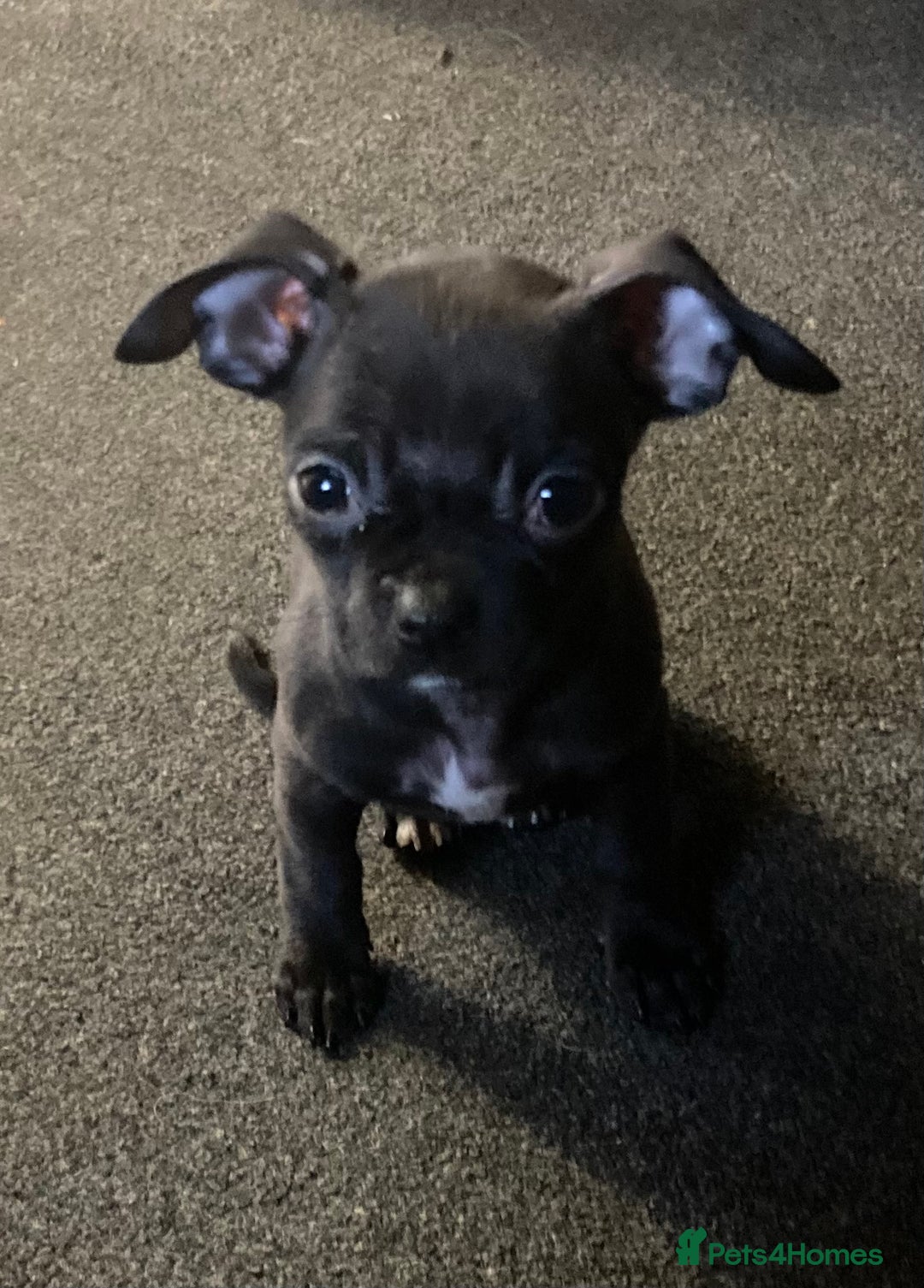 Mixed Breed dogs for sale: Mixed Breed Pups - Advert 7