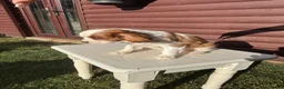 Cavalier King Charles Spaniel dogs for sale: Cavalier King Cha - Advert 10