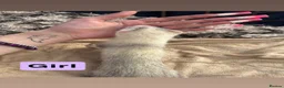 Ferret rodents for sale: part angora ferret  kits  - Advert 6